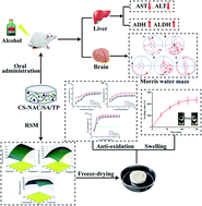 Graphical abstract: Optimized preparation of gastric acid-response sulfhydryl functionalized chitosan/alginate/tilapia peptide hydrogel and its protective effects on alcohol-induced liver and brain injury