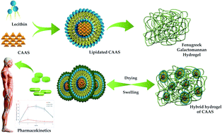 Graphical abstract: Surface-engineered liposomal particles of calcium ascorbate with fenugreek galactomannan enhanced the oral bioavailability of ascorbic acid: a randomized, double-blinded, 3-sequence, crossover study