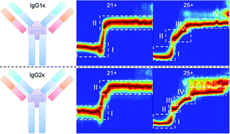 Graphical abstract: Rapid structural discrimination of IgG antibodies by multicharge-state collision-induced unfolding