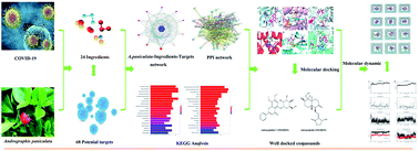 Graphical abstract: Deciphering the potential anti-COVID-19 active ingredients in Andrographis paniculata (Burm. F.) Nees by combination of network pharmacology, molecular docking, and molecular dynamics