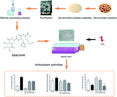 Graphical abstract: Antioxidant activity of SSeCAHK in HepG2 cells: a selenopeptide identified from selenium-enriched soybean protein hydrolysates