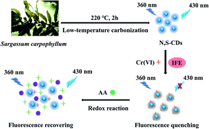 Graphical abstract: Fluorescent “on–off–on” sensor based on N,S co-doped carbon dots from seaweed (Sargassum carpophyllum) for specific detection of Cr(vi) and ascorbic acid