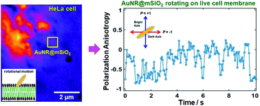 Graphical abstract: Mesoporous silica shell-coated single gold nanorods as multifunctional orientation probes in dynamic biological environments