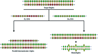 Graphical abstract: Sequence-specific recognition of a coding segment of human DACH1 gene via short pyrimidine/purine oligonucleotides