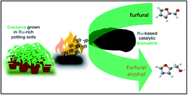 Graphical abstract: Investigating cyanogen rich Manihot esculenta efficacy for Ru phytomining and application in catalytic reactions