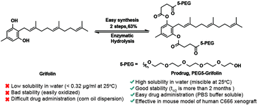 Graphical abstract: Design and synthesis of water-soluble grifolin prodrugs for DNA methyltransferase 1 (DNMT1) down-regulation