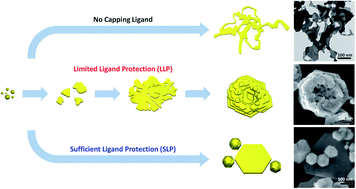 Graphical abstract: Completely green synthesis of rose-shaped Au nanostructures and their catalytic applications