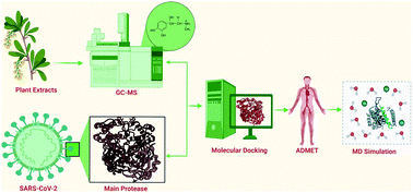 Graphical abstract: GC-MS analysis of phytoconstituents from Ruellia prostrata and Senna tora and identification of potential anti-viral activity against SARS-CoV-2