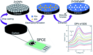 Graphical abstract: Electrochemical sensor based on screen printed carbon electrode–zinc oxide nano particles/molecularly imprinted-polymer (SPCE–ZnONPs/MIP) for detection of sodium dodecyl sulfate (SDS)