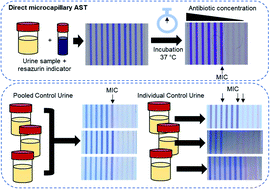 Graphical abstract: Direct microfluidic antibiotic resistance testing in urine with smartphone capture: significant variation in sample matrix interference between individual human urine samples