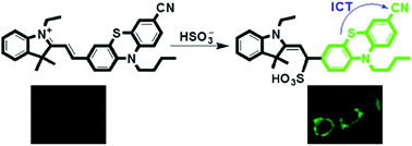 Graphical abstract: Phenothiazine and semi-cyanine based colorimetric and fluorescent probes for detection of sulfites in solutions and in living cells