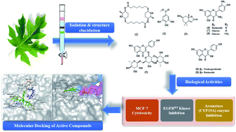 Graphical abstract: Chemical constituents from Carica papaya Linn. leaves as potential cytotoxic, EGFRwt and aromatase (CYP19A) inhibitors; a study supported by molecular docking