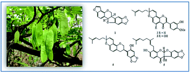 Graphical abstract: Dalpulapans A–E from the roots of Dalbergia stipulacea