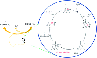 Graphical abstract: Oxygen vacancies generated by Sn-doped ZrO2 promoting the synthesis of dimethyl carbonate from methanol and CO2