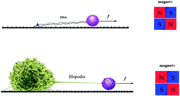 Graphical abstract: Stick, stretch, and scan imaging method for DNA and filaments