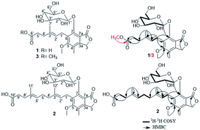 Graphical abstract: Penicacids H–J, three new mycophenolic acid derivatives from the marine-derived fungus Rhizopus oryzae