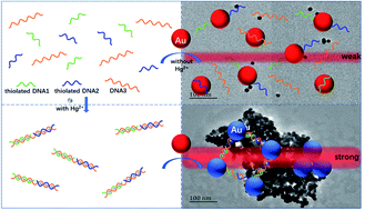 Graphical abstract: On-site, rapid and visual method for nanomolar Hg2+ detection based on the thymine–Hg2+–thymine triggered “double” aggregation of Au nanoparticles enhancing the Tyndall effect