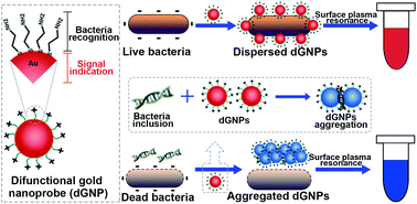 Graphical abstract: Rapid measurement of waterborne bacterial viability based on difunctional gold nanoprobe