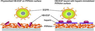 Graphical abstract: Preservation of heparin-binding EGF-like growth factor activity on heparin-modified poly(N-isopropylacrylamide)-grafted surfaces