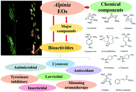 Graphical abstract: An overview of the chemical composition and biological activities of essential oils from Alpinia genus (Zingiberaceae)