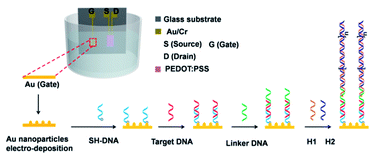 Graphical abstract: A sensitive platform for DNA detection based on organic electrochemical transistor and nucleic acid self-assembly signal amplification