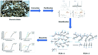 Graphical abstract: Structural characterization, anti-inflammatory and glycosidase inhibitory activities of two new polysaccharides from the root of Pueraria lobata