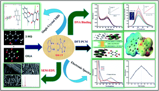 Graphical abstract: Exploring the charge transfer dynamics of hydrogen bonded crystals of 2-methyl-8-quinolinol and chloranilic acid: synthesis, spectrophotometric, single-crystal, DFT/PCM analysis, antimicrobial, and DNA binding studies