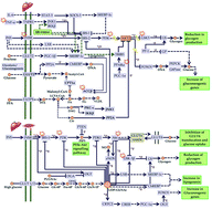 Graphical abstract: Exploring the therapeutic mechanisms of Cassia glauca in diabetes mellitus through network pharmacology, molecular docking and molecular dynamics