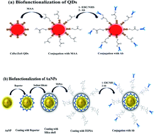Graphical abstract: Electrochemically driven optical and SERS immunosensor for the detection of a therapeutic cardiac drug