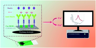 Graphical abstract: A probe-free electrochemical immunosensor for methyl jasmonate based on a Cu-MOF–carboxylated graphene oxide platform