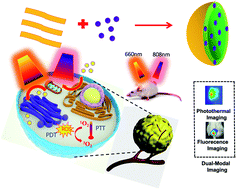 Graphical abstract: PLGA-coated methylene blue nanoparticles for photoacoustic imaging and photodynamic/photothermal cascaded precisely synergistic therapy of tumor