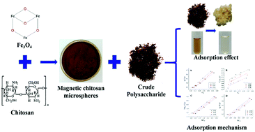 Graphical abstract: An effective and recyclable decolorization method for polysaccharides from Isaria cicadae Miquel by magnetic chitosan microspheres