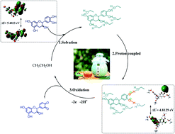 Graphical abstract: Proton-coupled electron transfer of catechin in tea wine: the enhanced mechanism of anti-oxidative capacity