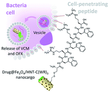 Graphical abstract: Retracted Article: Enhanced antimicrobial treatment by a clay-based drug nanocarrier conjugated to a guanidine-rich cell penetrating peptide
