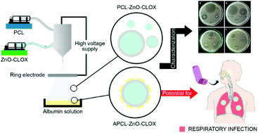 Graphical abstract: Albumin grafted coaxial electrosparyed polycaprolactone-zinc oxide nanoparticle for sustained release and activity enhanced antibacterial drug delivery
