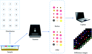 Graphical abstract: Determination of ethanol content during simultaneous saccharification and fermentation (SSF) of cassava based on a colorimetric sensor technique