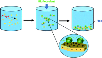 Graphical abstract: Surface interaction between phyllosilicate particles and sustainable polymers in flotation and flocculation