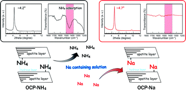 Graphical abstract: Ammonium-to-sodium ion-exchange process at the interlayer of octacalcium phosphate