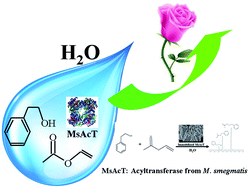 Graphical abstract: Enzymatic synthesis of 2-phenethyl acetate in water catalyzed by an immobilized acyltransferase from Mycobacterium smegmatis