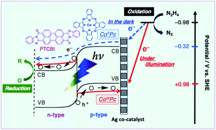 Graphical abstract: Development of dual-functional catalysis for hydrazine oxidation by an organic p–n bilayer through in situ formation of a silver co-catalyst