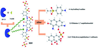 Graphical abstract: Biochemical characterization of a novel azo reductase named BVU5 from the bacterial flora DDMZ1: application for decolorization of azo dyes