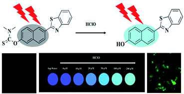 Graphical abstract: Fluorescent probe for the detection of hypochlorous acid in water samples and cell models