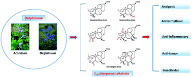 Graphical abstract: C18-diterpenoid alkaloids in tribe Delphineae (Ranunculaceae): phytochemistry, chemotaxonomy, and bioactivities