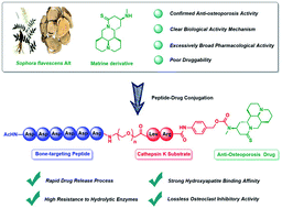 Graphical abstract: Development of novel bone targeting peptide–drug conjugate of 13-aminomethyl-15-thiomatrine for osteoporosis therapy