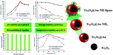 Graphical abstract: Preparation and characterization of stable core/shell Fe3O4@Au decorated with an amine group for immobilization of lipase by covalent attachment