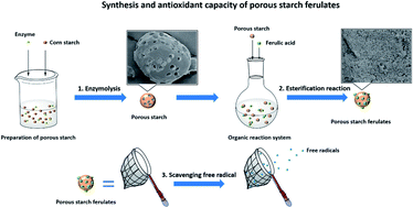 Graphical abstract: Construction of ferulic acid modified porous starch esters for improving the antioxidant capacity