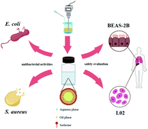 Graphical abstract: Preparation of eugenol nanoemulsions for antibacterial activities