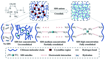 Graphical abstract: Structure and properties of chitosan/sodium dodecyl sulfate composite films