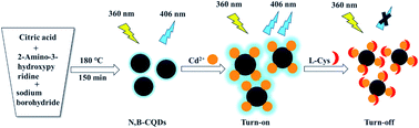 Graphical abstract: A highly selective and sensitive “on–off” fluorescent probe for detecting cadmium ions and l-cysteine based on nitrogen and boron co-doped carbon quantum dots