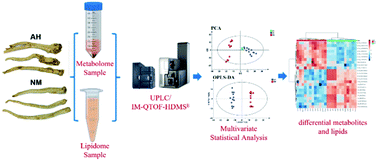 Graphical abstract: Comprehensive profiling of Platycodonis radix in different growing regions using liquid chromatography coupled with mass spectrometry: from metabolome and lipidome aspects